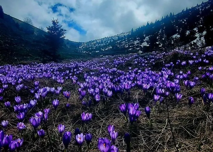 Casa vacanze Byala Luna -